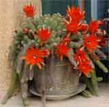 un cactus inflorit